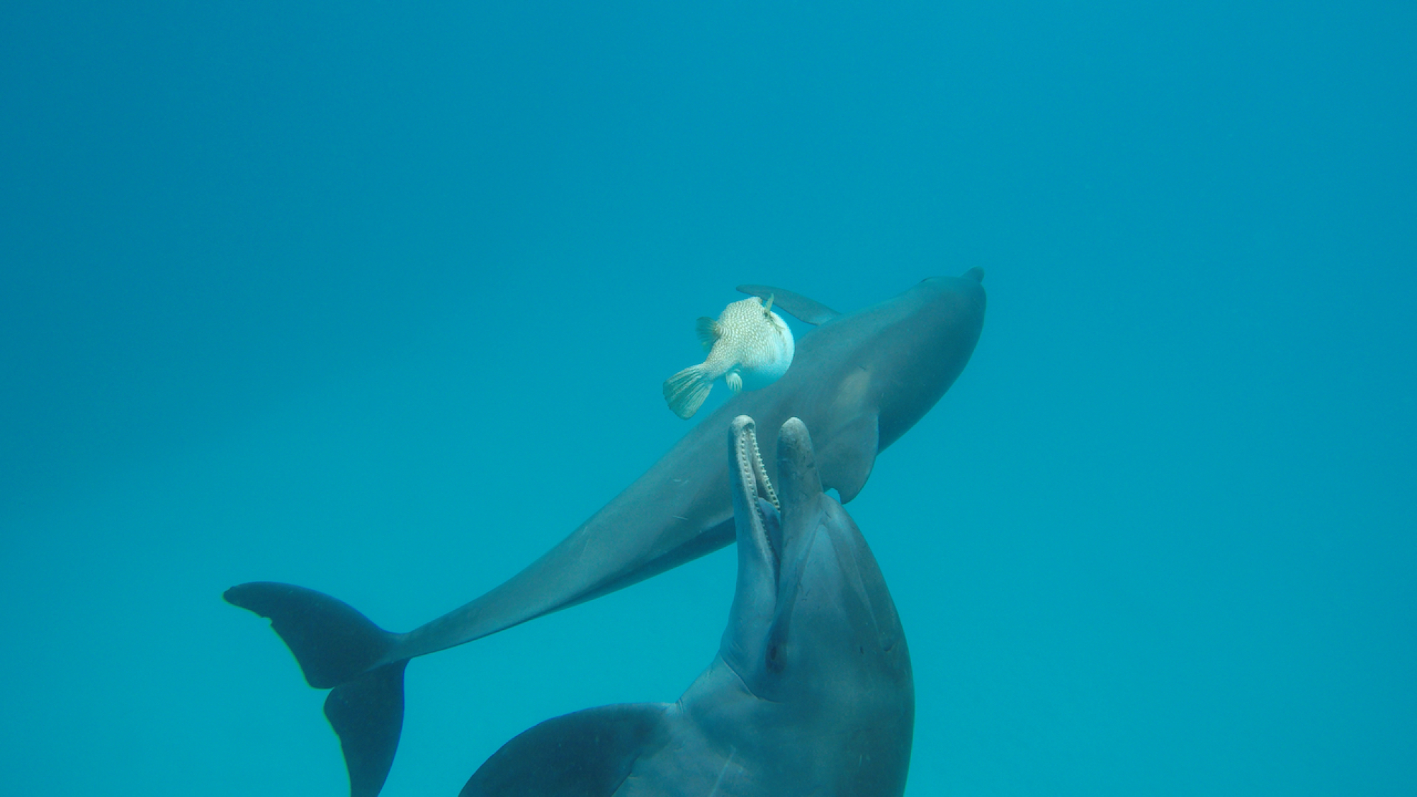 Dauphins jouant avec un poisson-globe