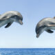 Les curieuses raisons pour lesquelles les dauphins jouent