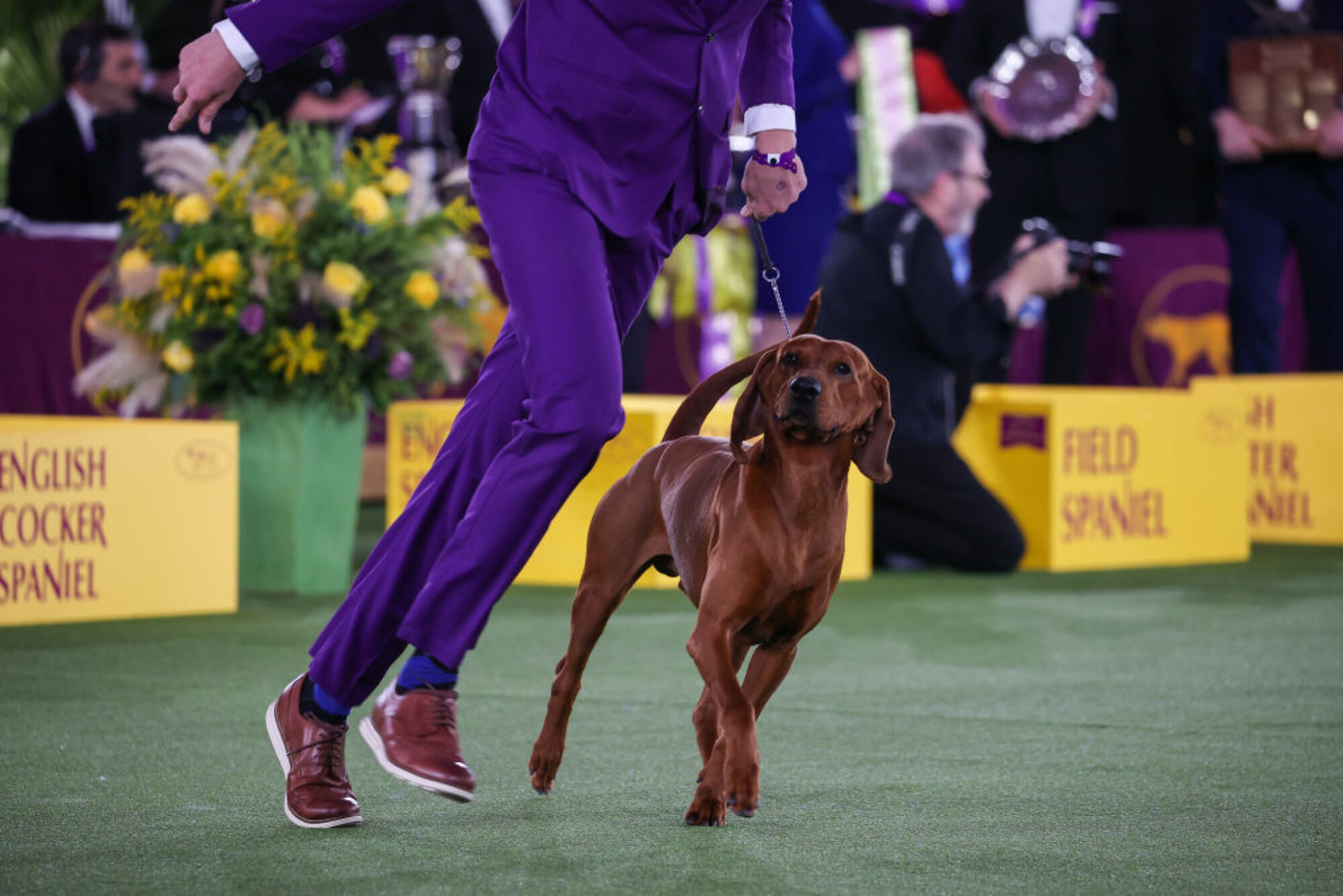 La 146e exposition canine annuelle du Westminster Kennel Club se tient à Tarrytown, à New York, aux États-Unis, le 22 juin 2022.