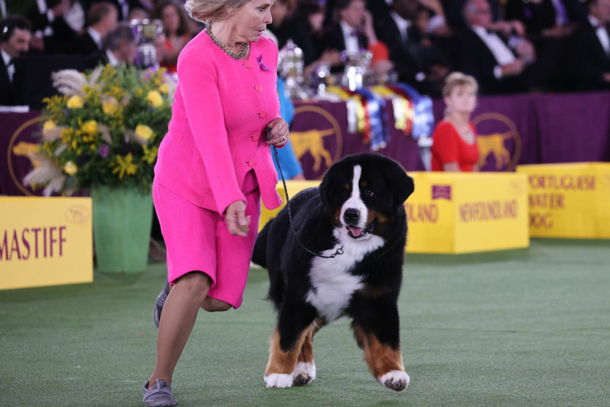 La 146e exposition canine annuelle du Westminster Kennel Club se tient à Tarrytown, à New York, aux États-Unis, le 22 juin 2022. 