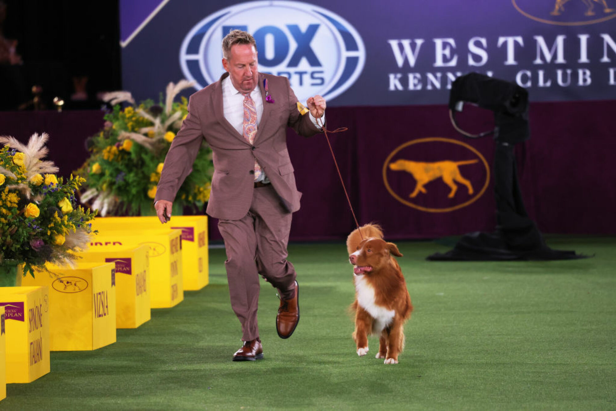 Un Nova Scotia Duck Tolling Retriever participe à l'épreuve de jugement du groupe sportif lors de l'exposition canine annuelle du Westminster Kennel Club au Lyndhurst Estate le 22 juin 2022 à Tarrytown, New York.