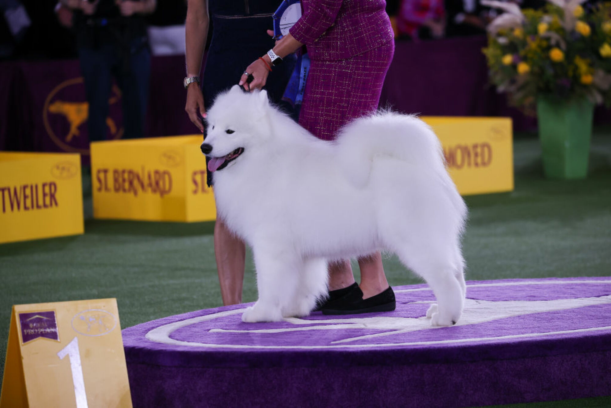 Samoyède remporte le groupe de travail lors de la 146e exposition canine annuelle du Westminster Kennel Club à Tarrytown à New York, États-Unis, le 22 juin 2022. 