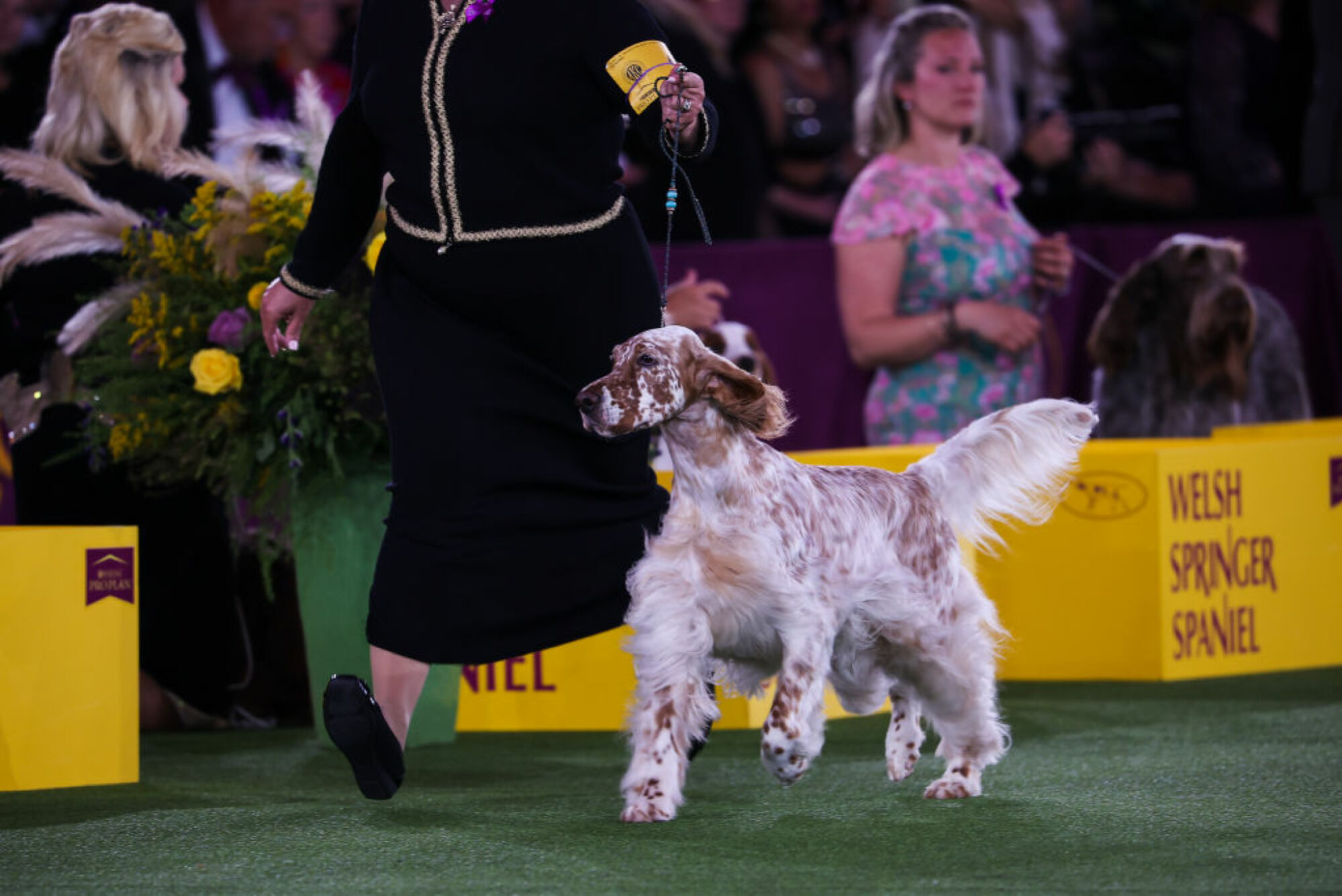 Setter anglais gagne sur Sporting Group lors de la 146e exposition canine annuelle du Westminster Kennel Club à Tarrytown de New York, États-Unis, le 22 juin 2022.