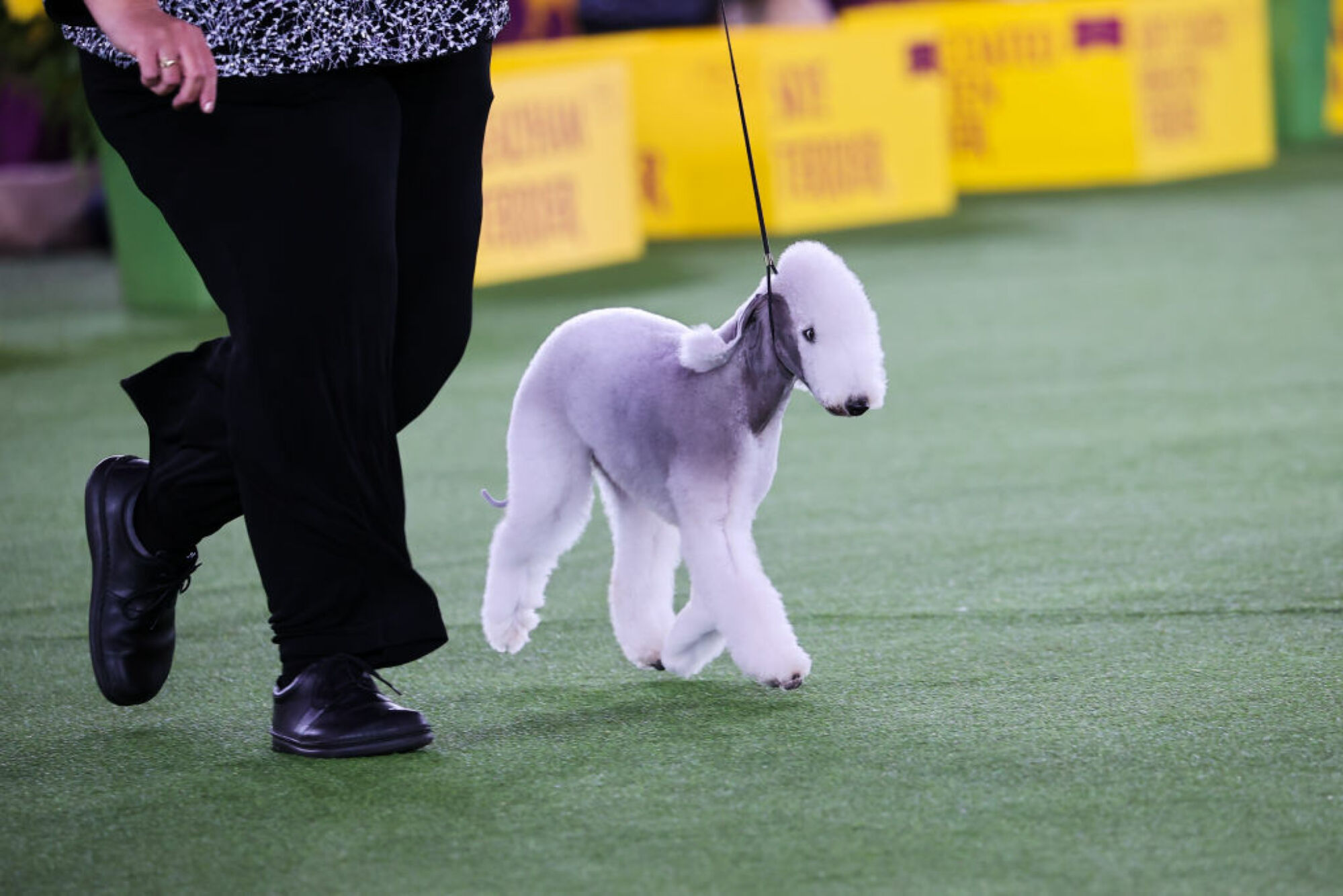 La 146e exposition canine annuelle du Westminster Kennel Club se tient à Tarrytown, à New York, aux États-Unis, le 22 juin 2022. 