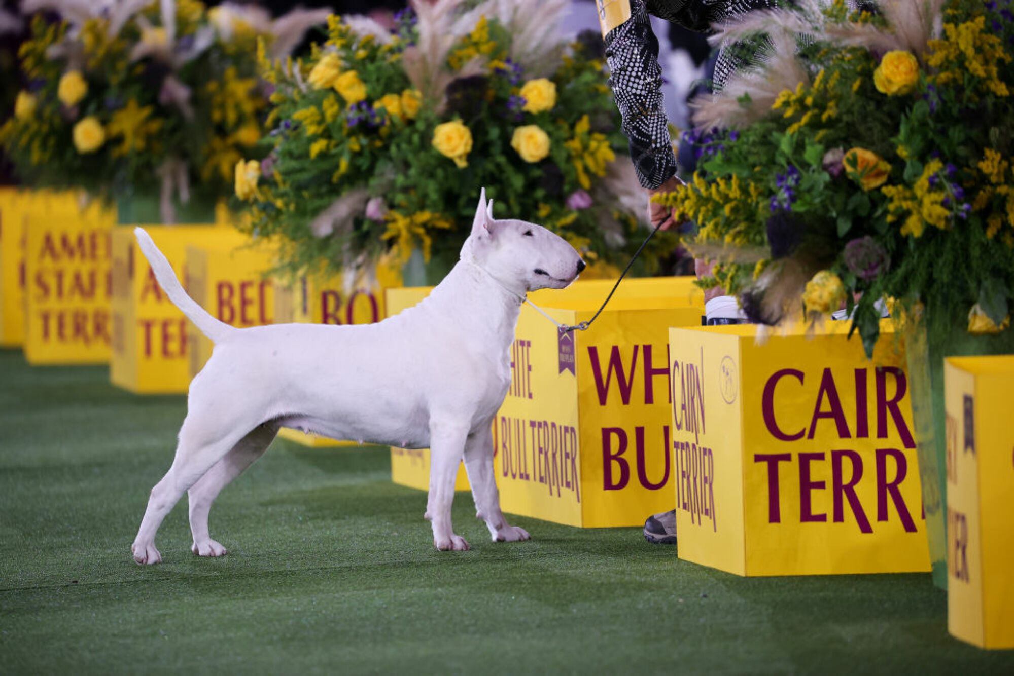 La 146e exposition canine annuelle du Westminster Kennel Club se tient à Tarrytown, à New York, aux États-Unis, le 22 juin 2022.