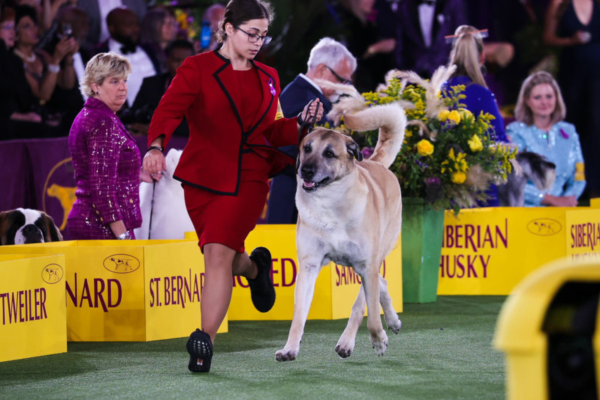 La 146e exposition canine annuelle du Westminster Kennel Club se tient à Tarrytown, à New York, aux États-Unis, le 22 juin 2022. 