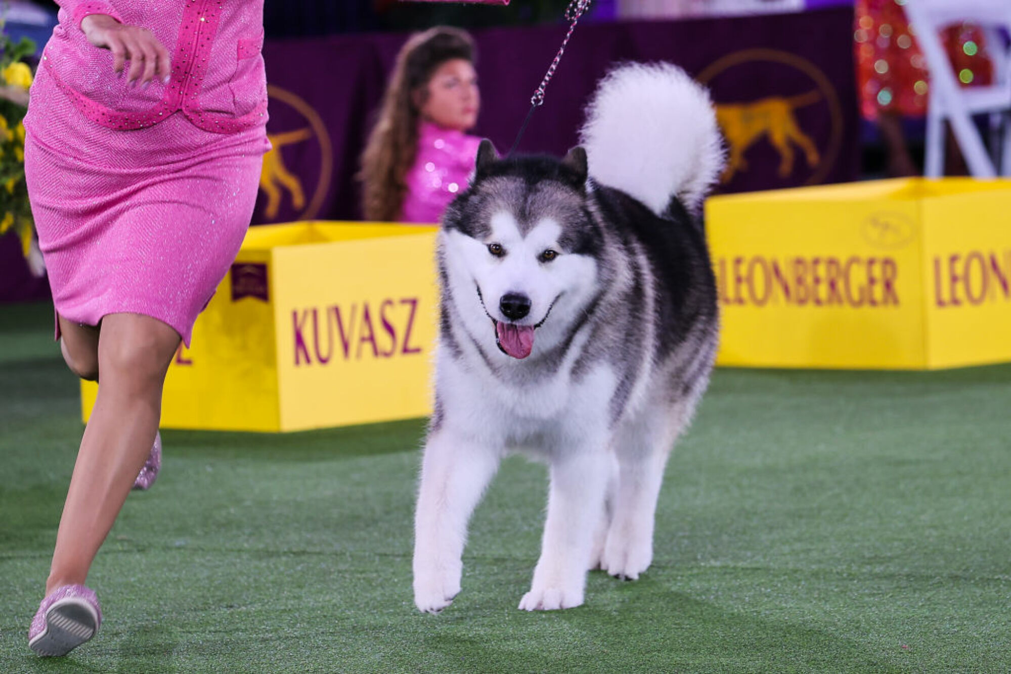 La 146e exposition canine annuelle du Westminster Kennel Club se tient à Tarrytown, à New York, aux États-Unis, le 22 juin 2022. 