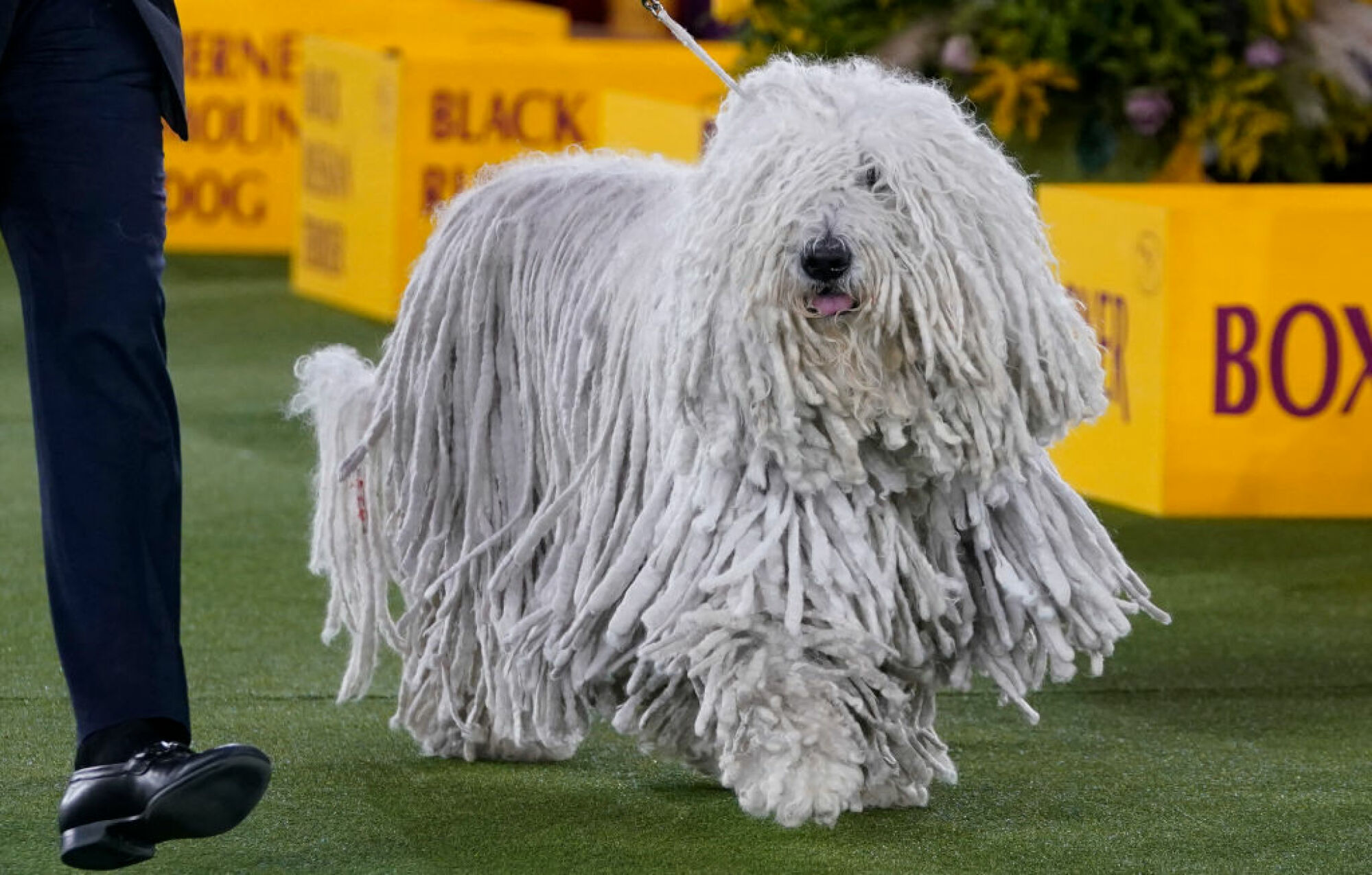 Un Komondor participe au ring lors du jugement du groupe de travail lors du 146e spectacle canin du Westminster Kennel Club au Lyndhurst Mansion, à Tarrytown, New York, le 22 juin 2022.