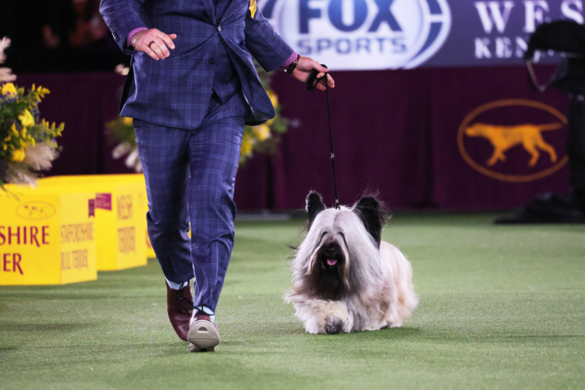 Un Skye Terrier participe à l'événement de jugement du groupe Terrier lors de l'exposition canine annuelle du Westminster Kennel Club au Lyndhurst Estate le 22 juin 2022 à Tarrytown, New York. 