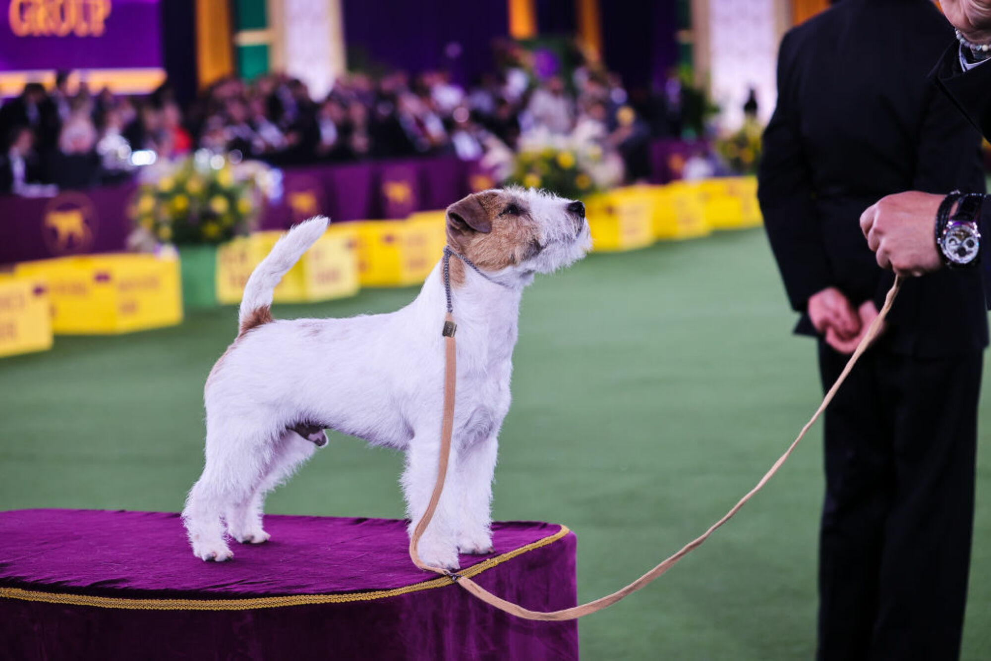 La 146e exposition canine annuelle du Westminster Kennel Club se tient à Tarrytown, à New York, aux États-Unis, le 22 juin 2022.