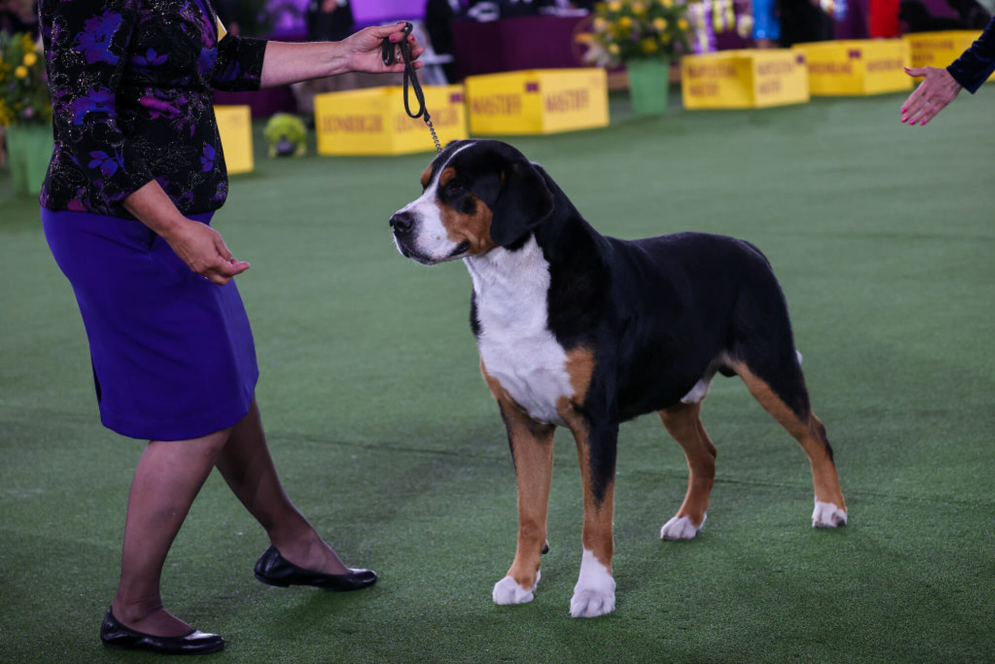 La 146e exposition canine annuelle du Westminster Kennel Club se tient à Tarrytown, à New York, aux États-Unis, le 22 juin 2022.