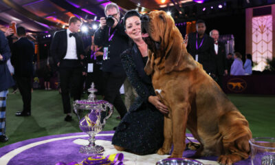 Trumpet vient de devenir le premier Bloodhound à remporter le Westminster Dog Show