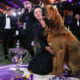 Trumpet vient de devenir le premier Bloodhound à remporter le Westminster Dog Show