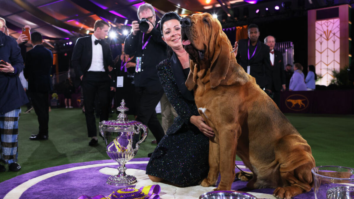 Trumpet vient de devenir le premier Bloodhound à remporter le Westminster Dog Show