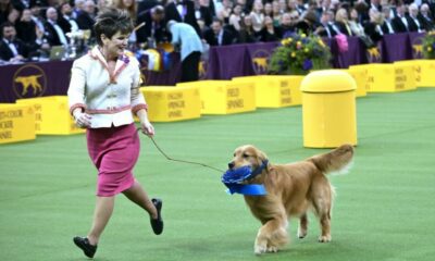 Comment regarder l'exposition canine du Westminster Kennel Club 2022