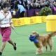 Comment regarder l'exposition canine du Westminster Kennel Club 2022