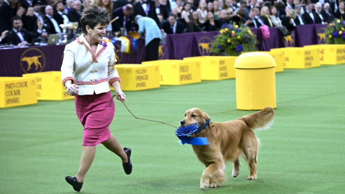 Comment regarder l'exposition canine du Westminster Kennel Club 2022