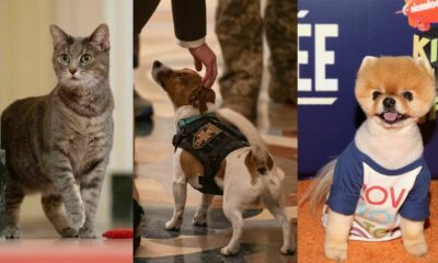 Les meilleurs animaux de compagnie de 2022 (jusqu'à présent)