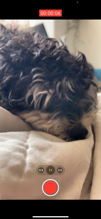 un chien mignon dans l'application appareil photo