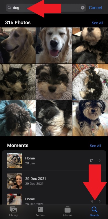 photo de chiens utilisant la recherche dans la pellicule de l'iphone 