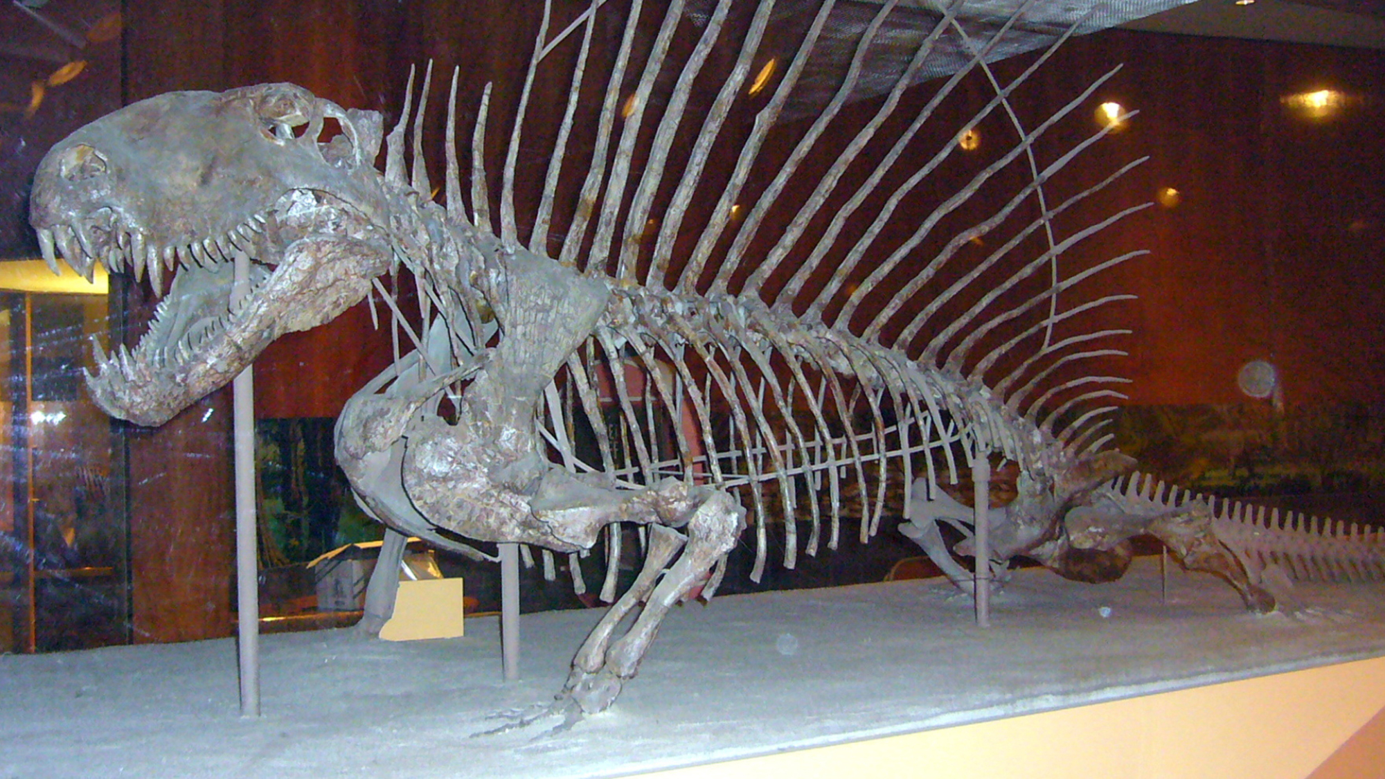 Un squelette de Dimetrodon au Smithsonian National Museum of Natural History.