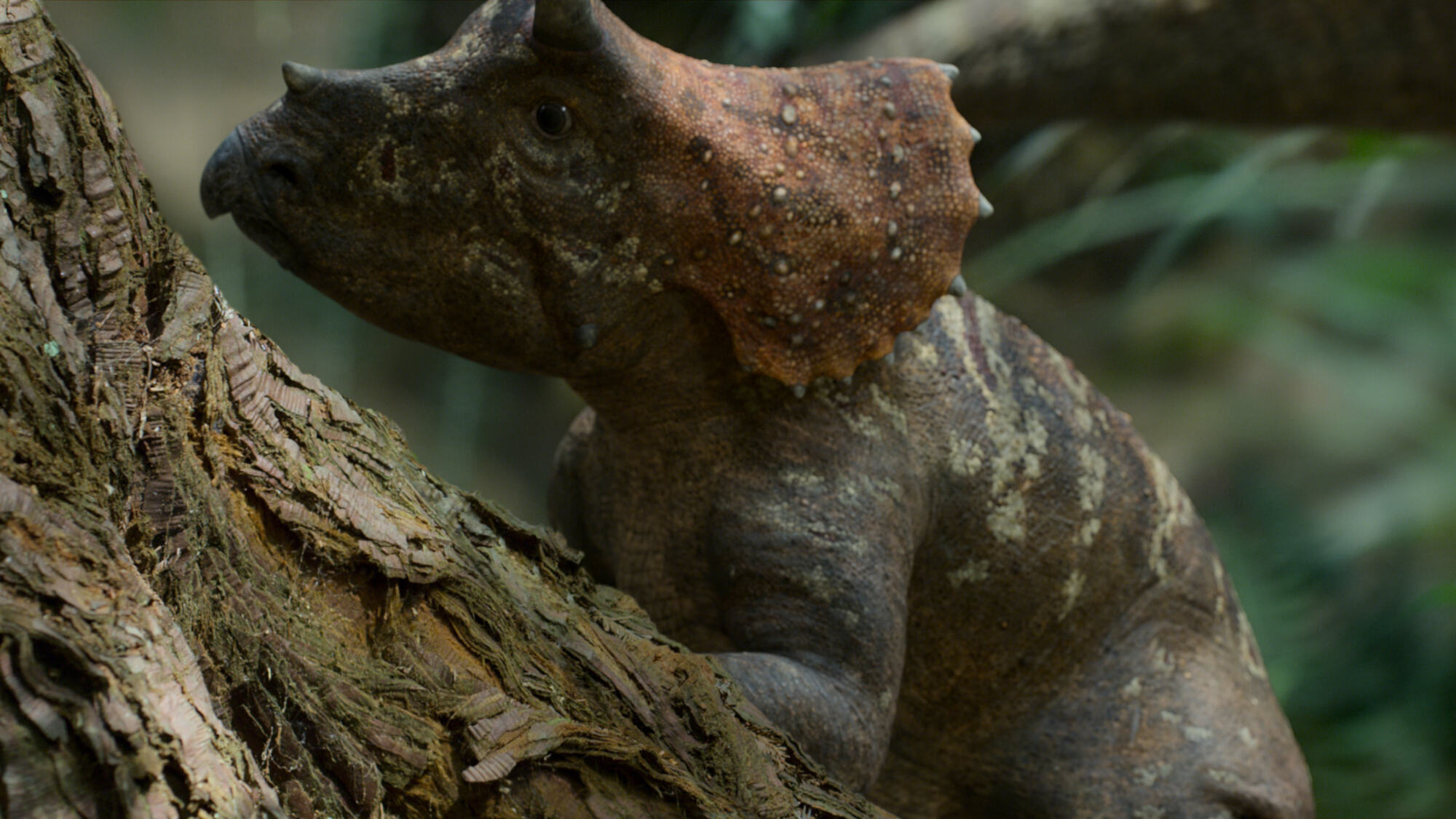 Un bébé triceratops est perché sur une branche d'arbre.