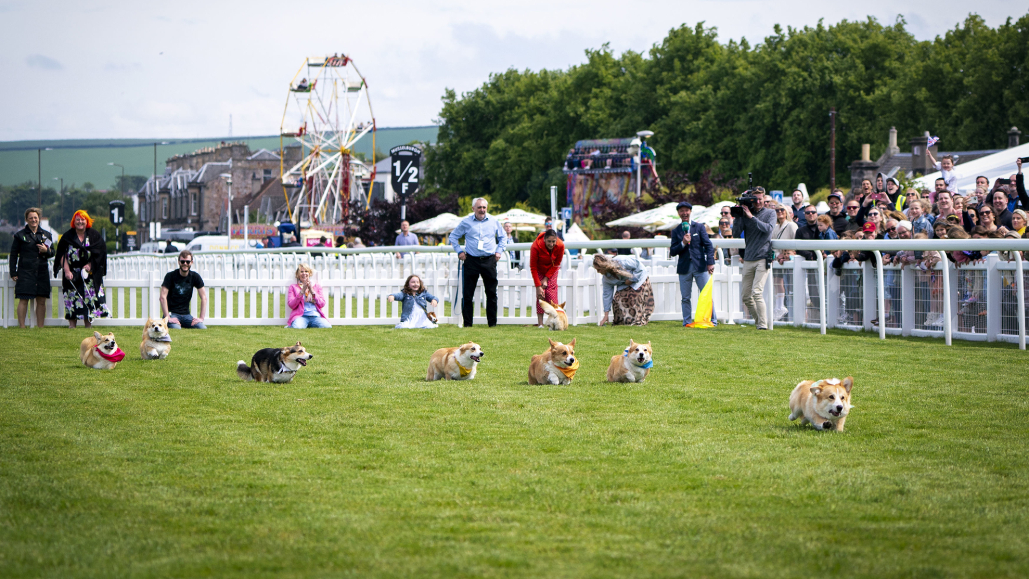 Corgis faisant la course sur un hippodrome.