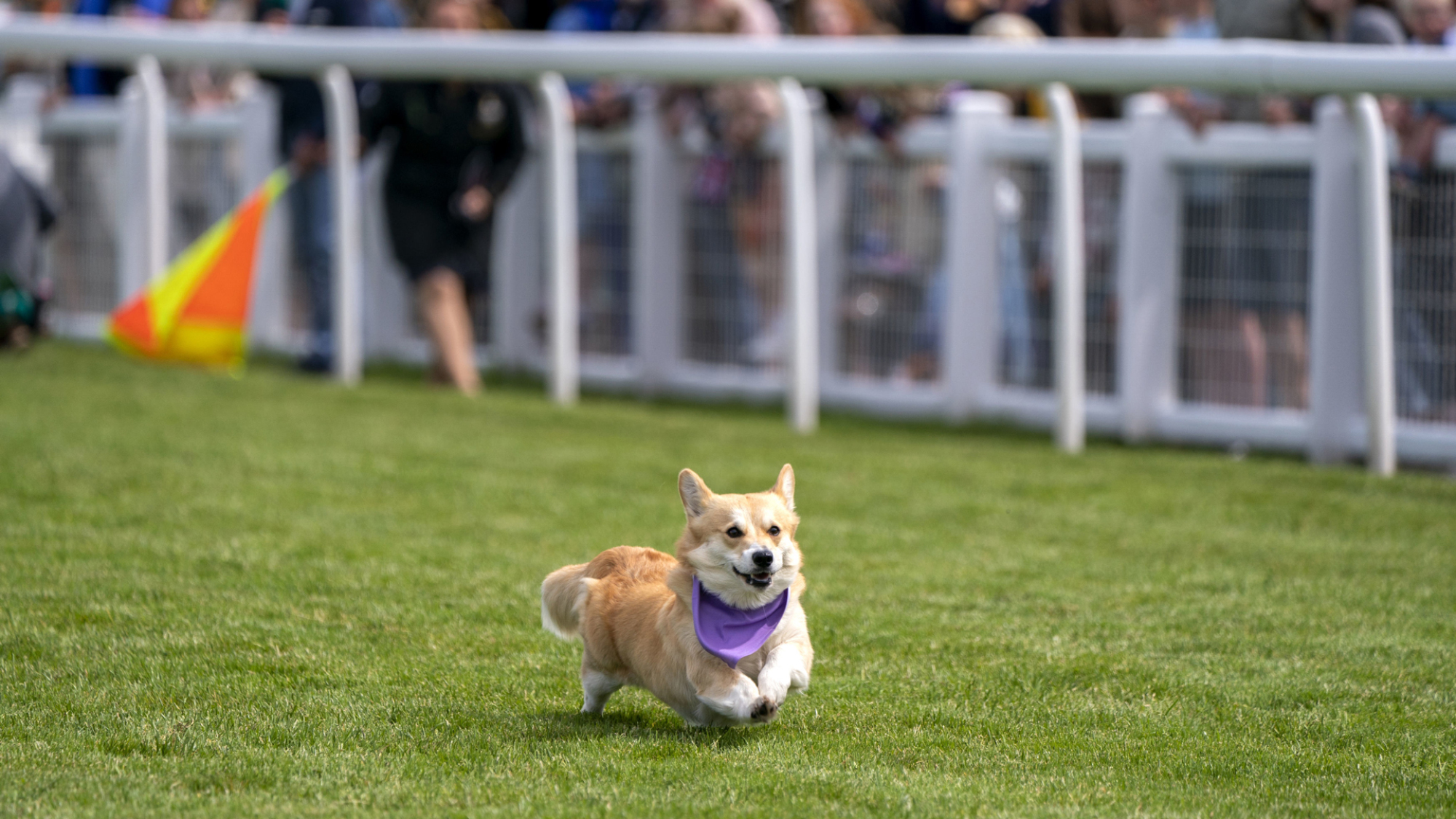 Un corgi court vers la ligne d'arrivée.