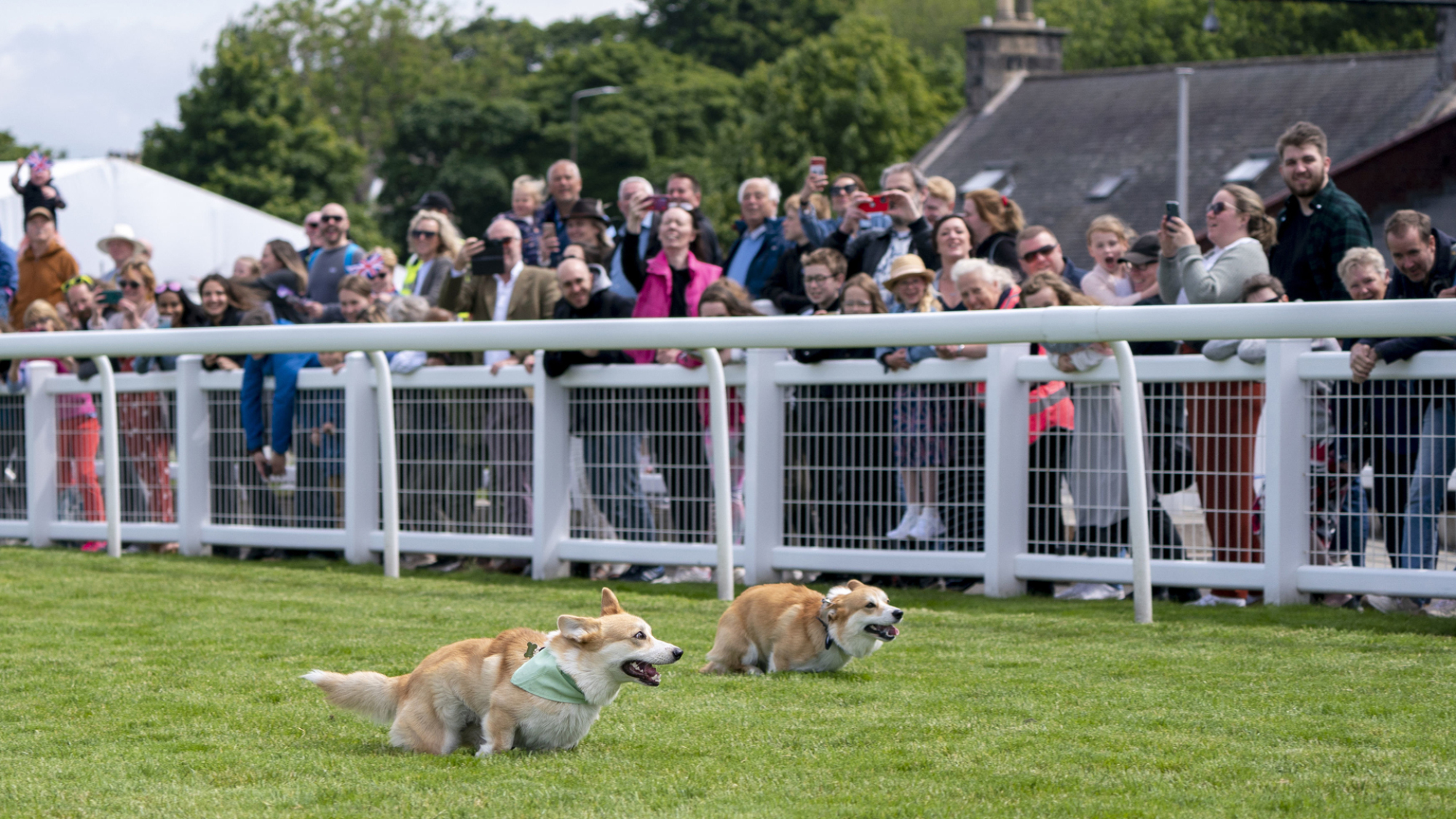 Deux corgis dans la course.