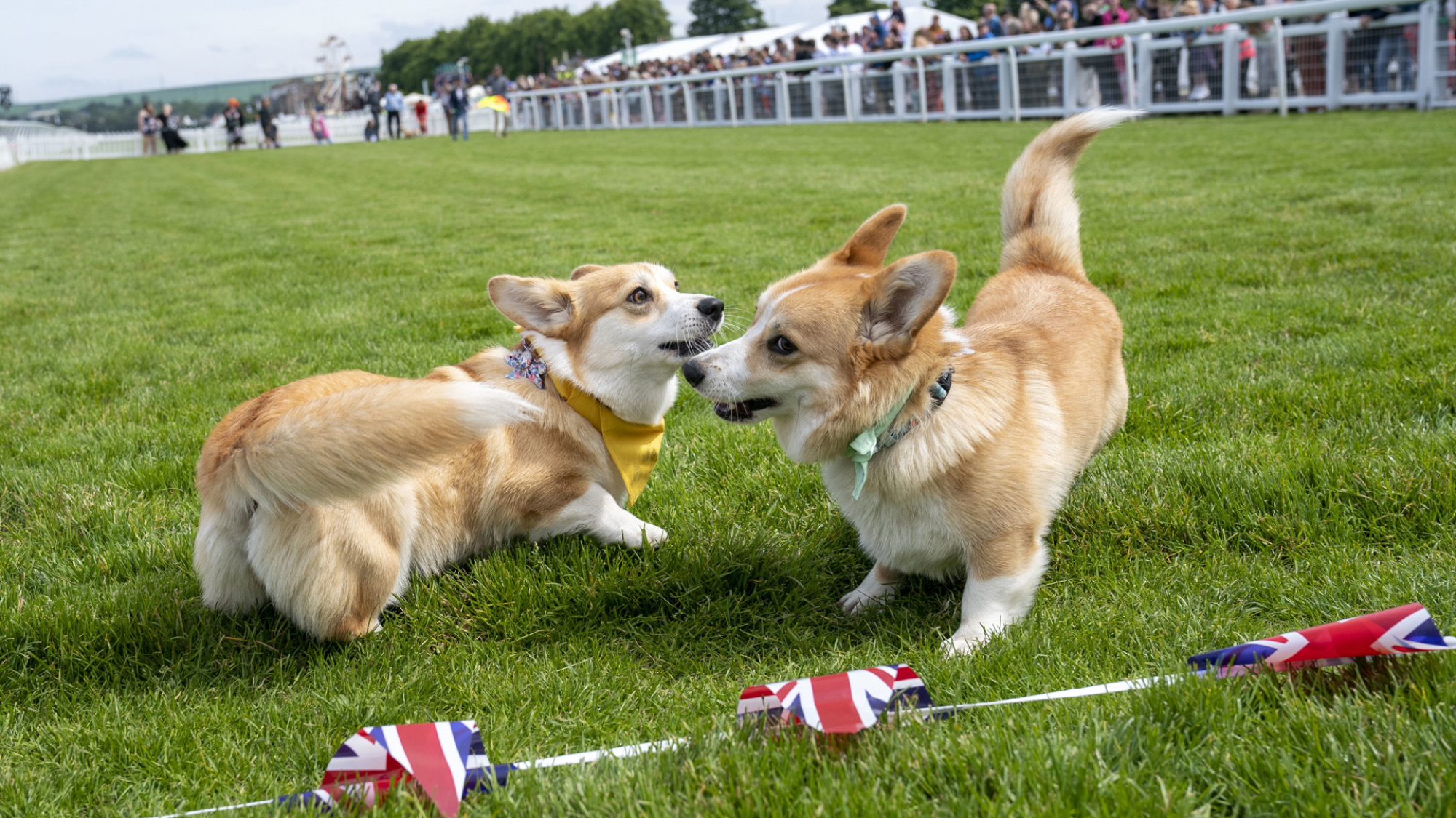 Deux corgis jouant à la ligne d'arrivée.