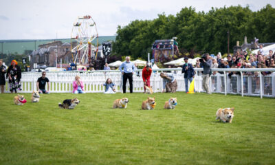 Les gens, c'est un corgi derby