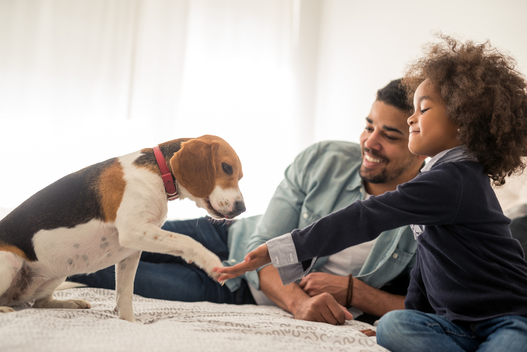 Image du père et de la jeune fille avec sa main tendue vers un beagle qui lui tend la patte.