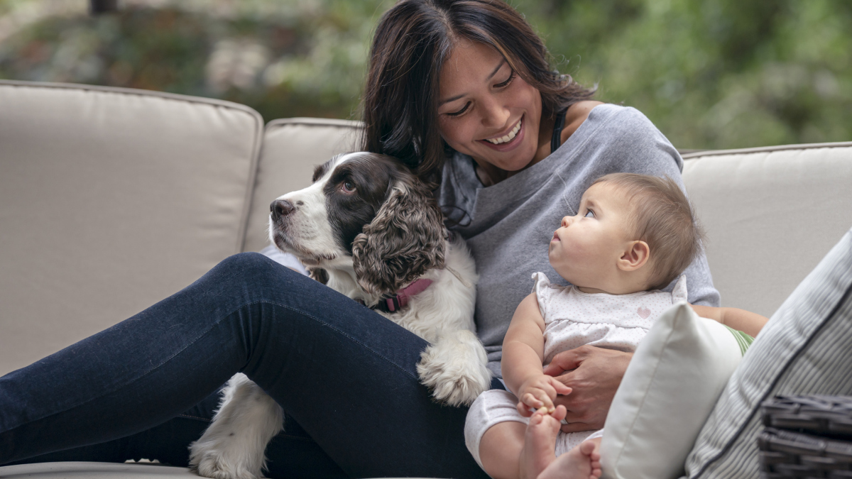 Un guide pour apprendre aux enfants à caresser les chiens