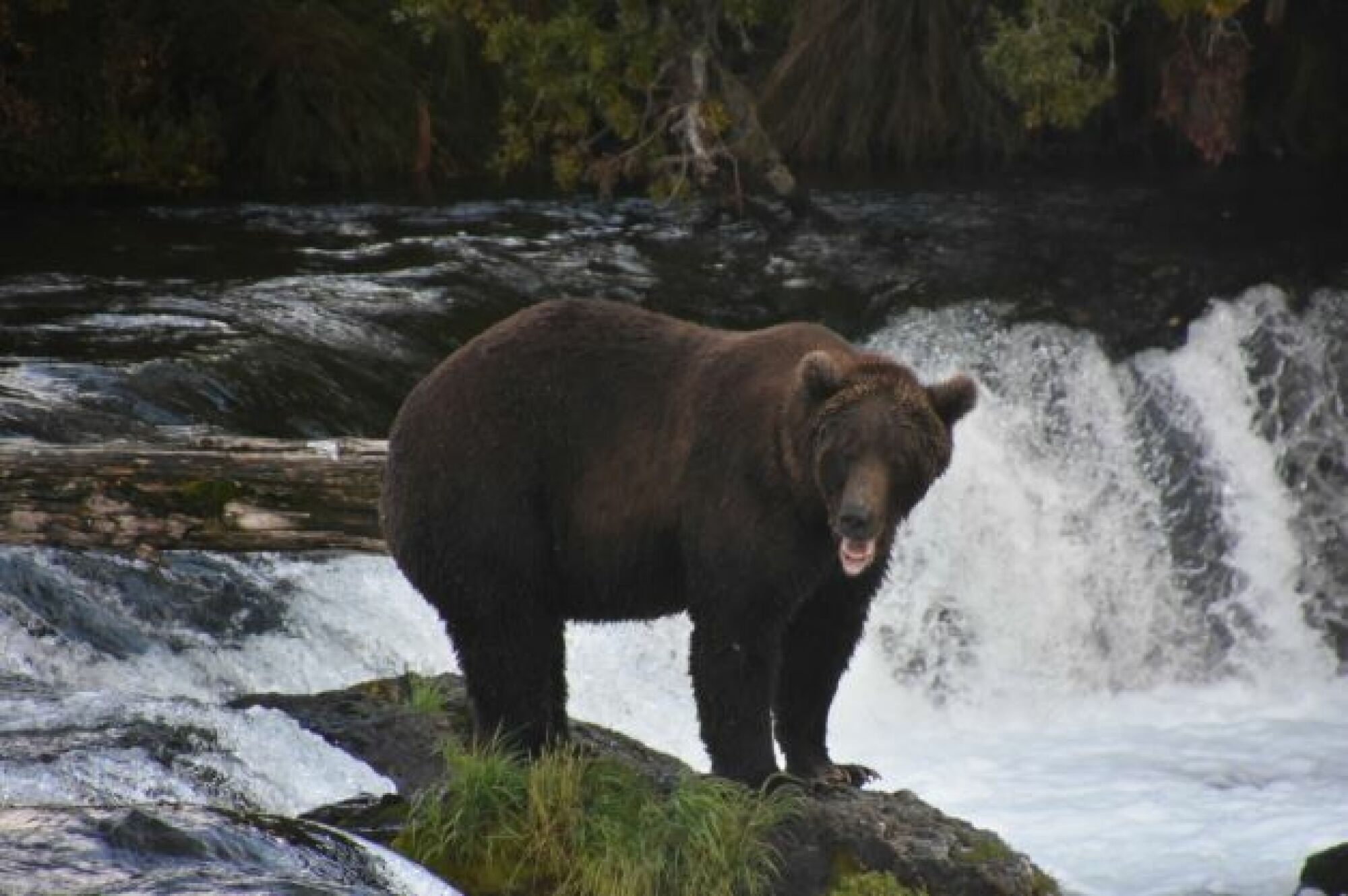 un ours pêchant au sommet d'une cascade