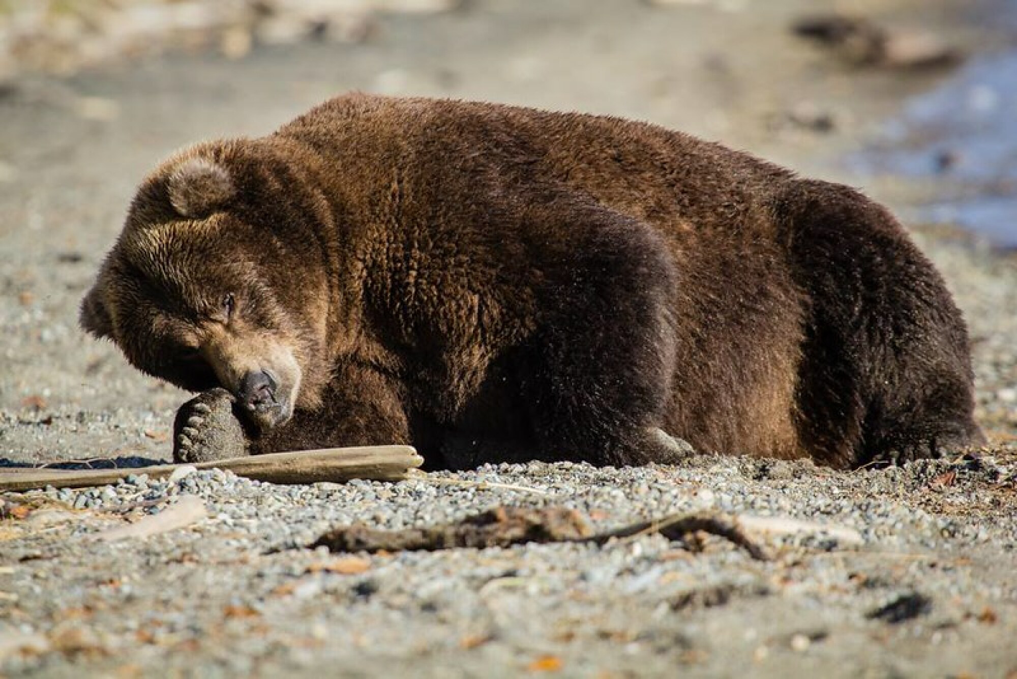 ours 410 dormant sur une plage de Katmai
