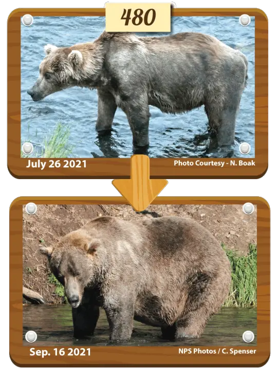 un ours qui prend des centaines de kilos pendant l'été 
