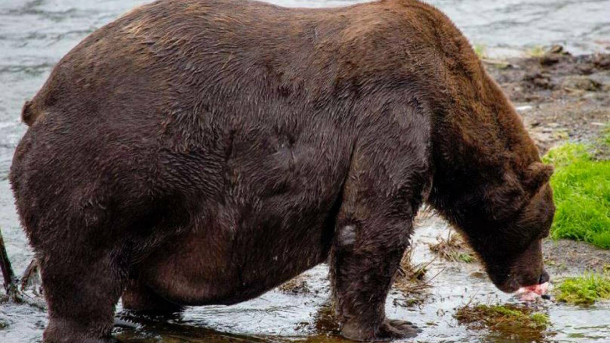 un gros ours qui mange du poisson dans une rivière