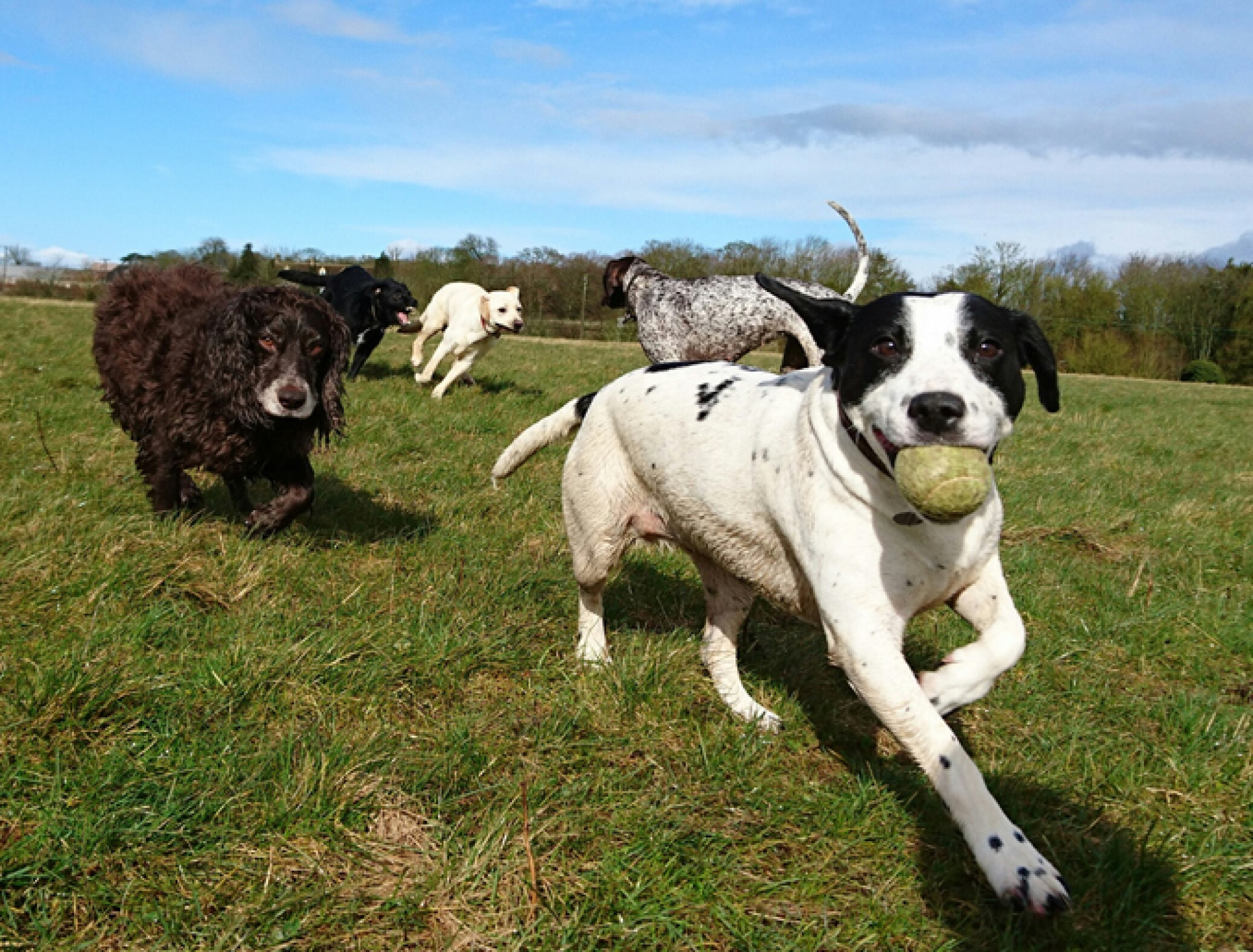 Image d'un chien tenant une balle de tennis, poursuivi par d'autres chiens