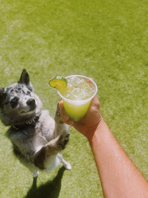 Un chien se dresse sur ses pattes arrière pour toucher une boisson qu'une personne tient.