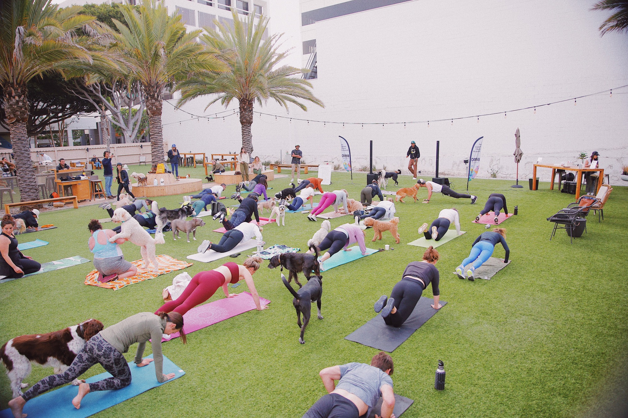 Les gens font du yoga dans un parc entouré de chiens.