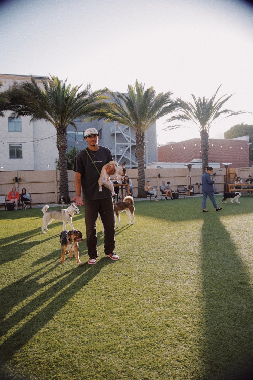 Un homme se tient dans le parc tenant des chiens.