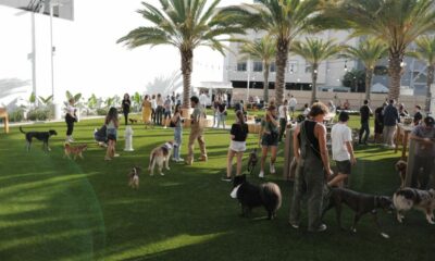 Le club le plus branché de Los Angeles : un parc pour chiens réservé aux membres