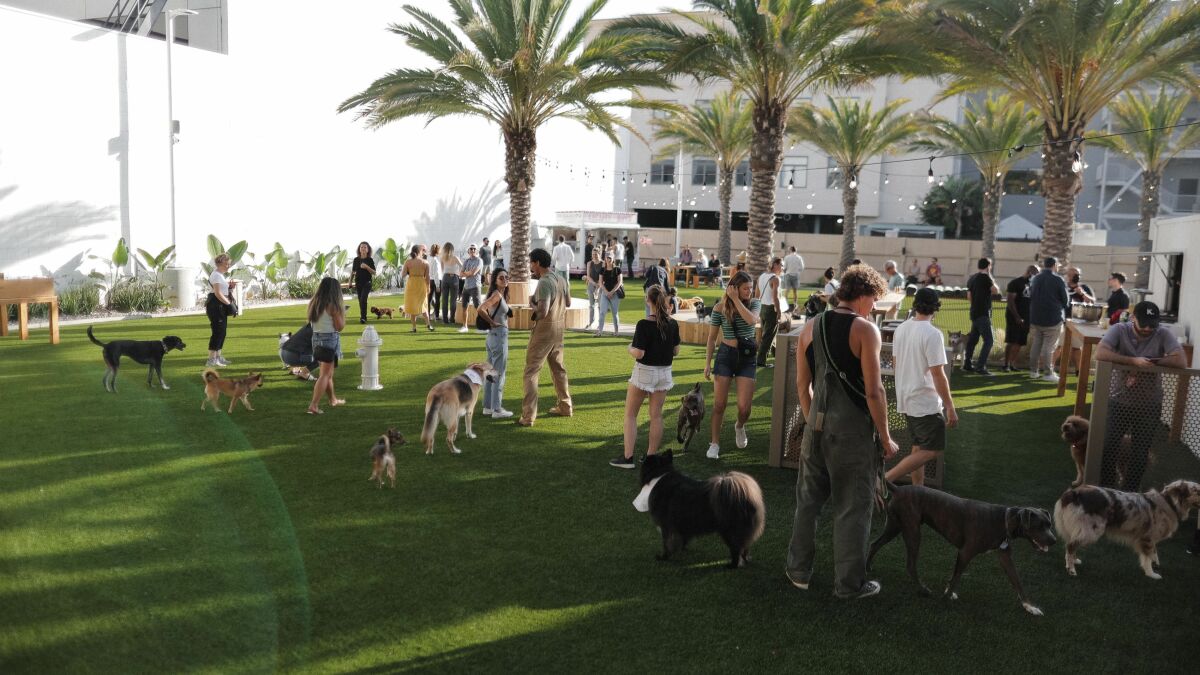 Le club le plus branché de Los Angeles : un parc pour chiens réservé aux membres