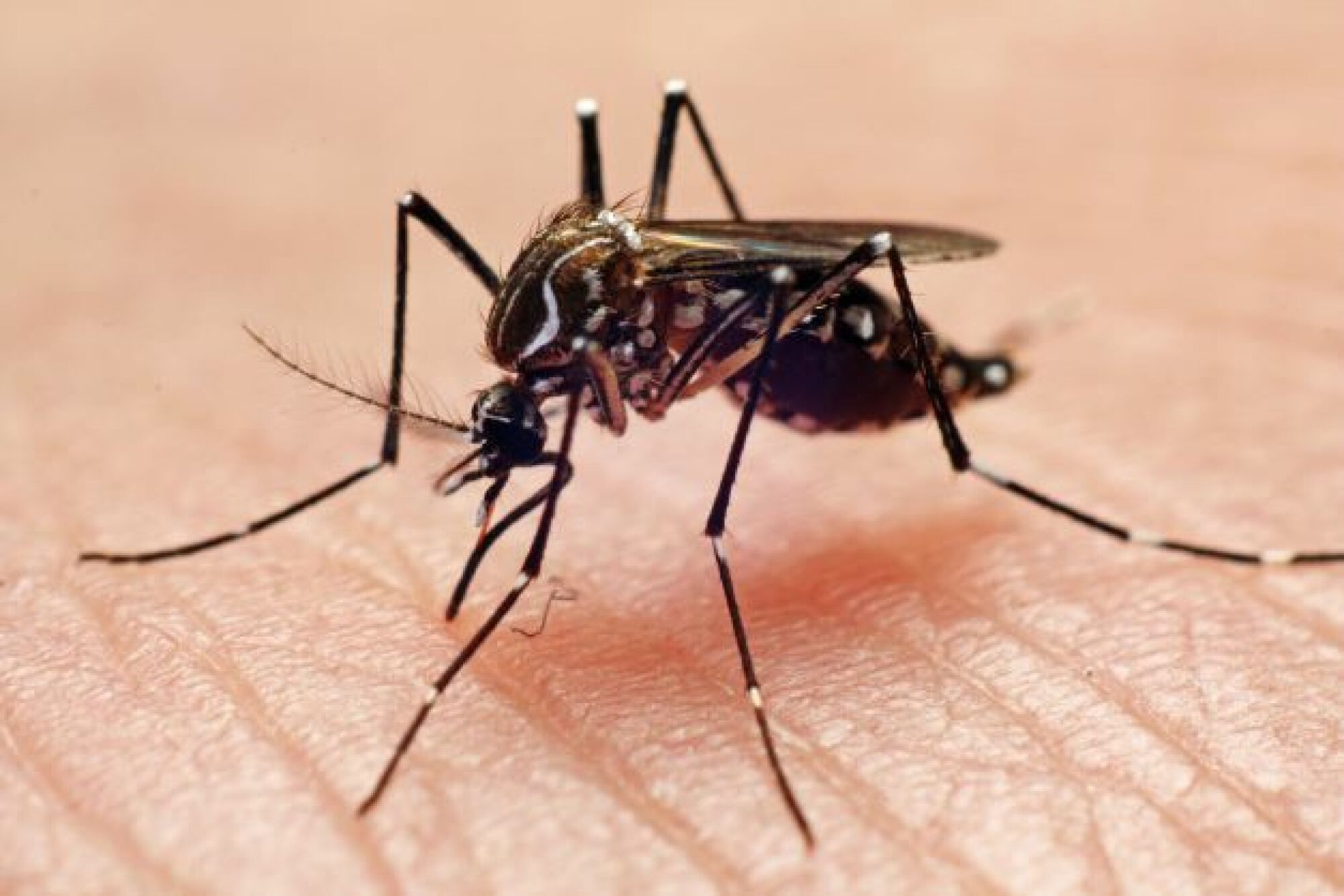 un Aedes aegypti se mordant la main