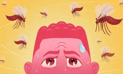 Des millions de moustiques génétiquement modifiés sont là pour nous protéger