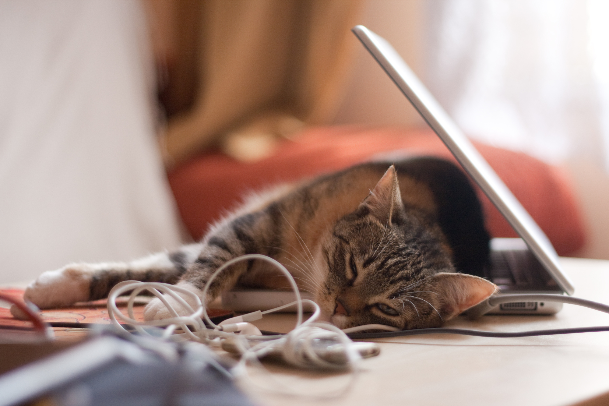 Un chat qui dort sur un ordinateur portable