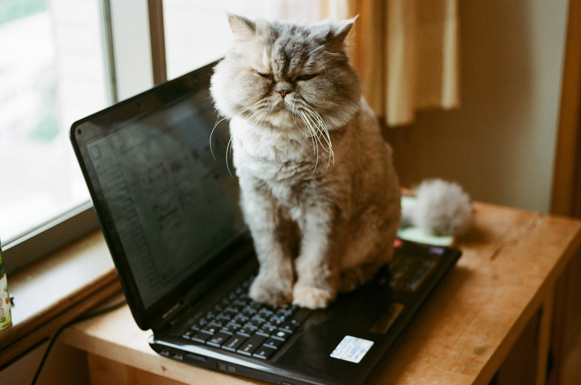 Un chat assis sur un ordinateur portable