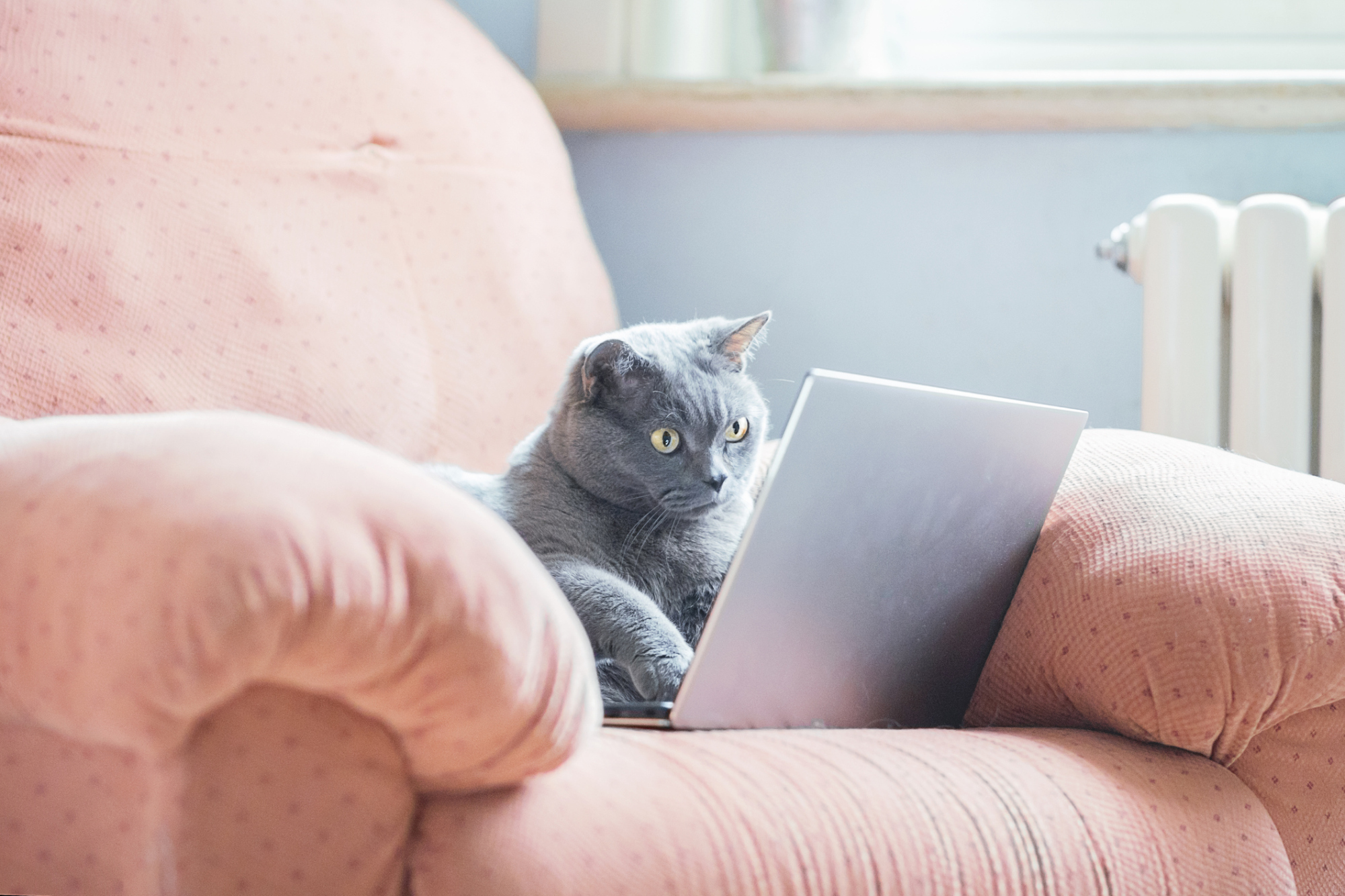 Un chat utilisant un ordinateur portable