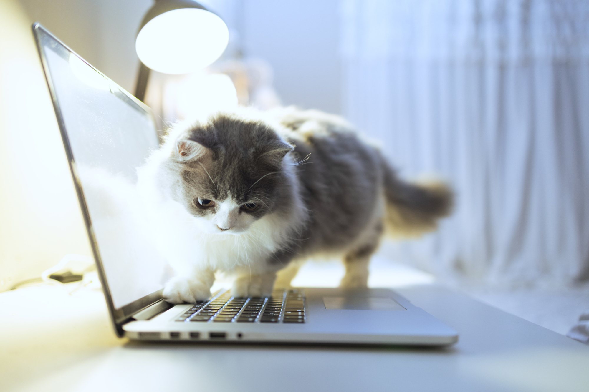 Un chat debout sur un clavier d'ordinateur portable