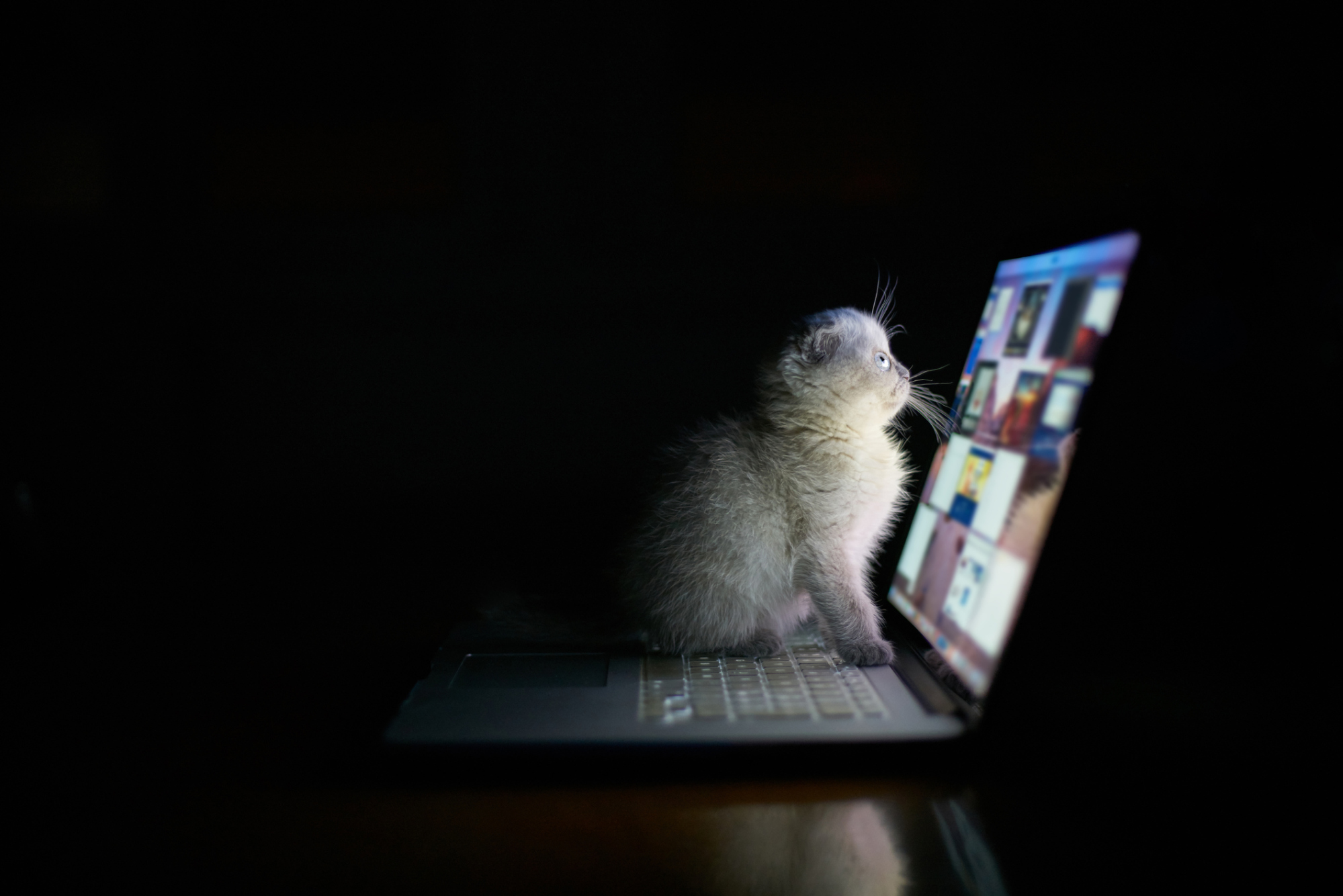Un chaton regardant un ordinateur portable dans le noir